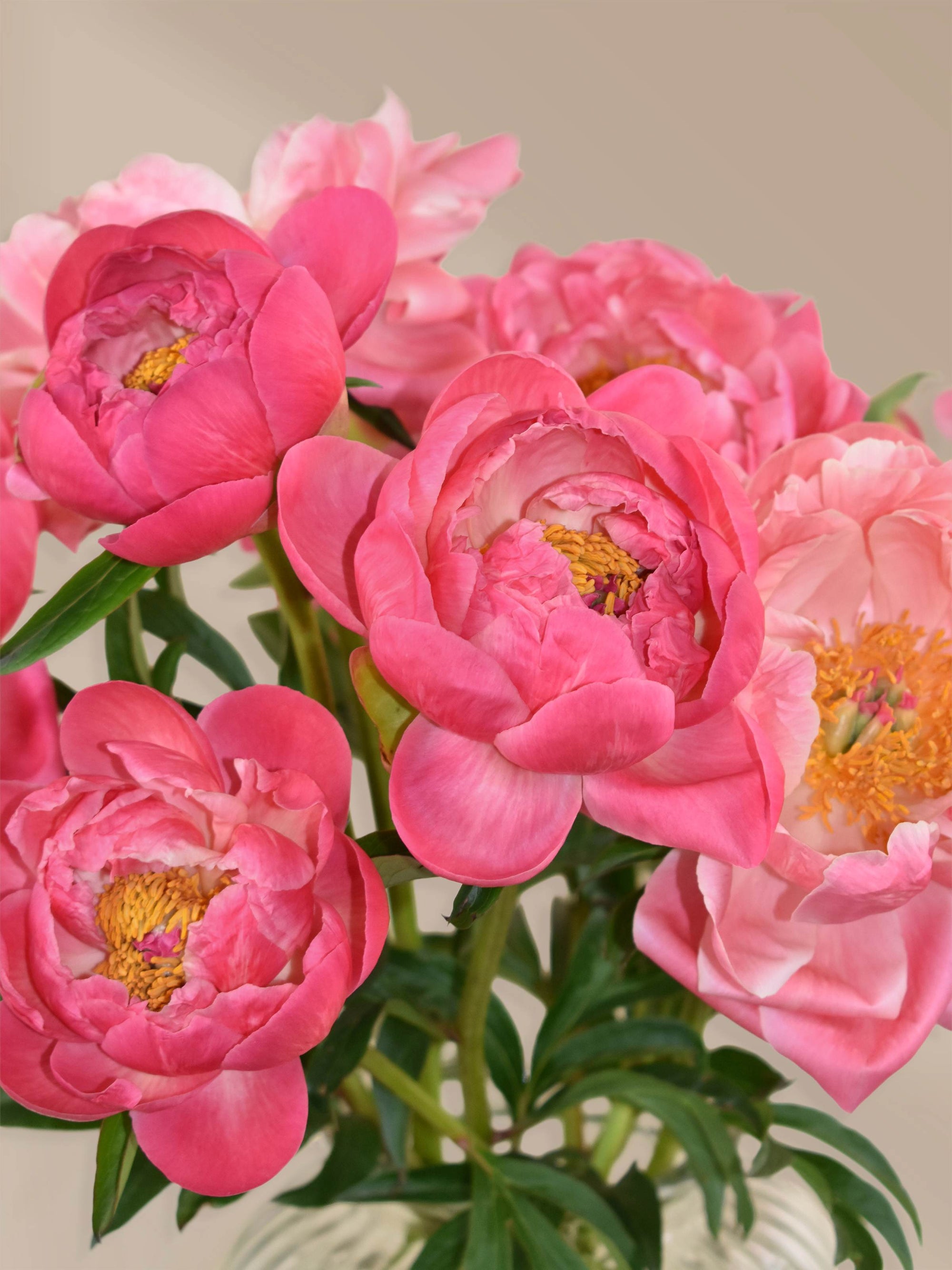 Florale Favoriten: Pfingstrosen in Rosa, Coral und Weiß – Saisonale Blumensträuße jetzt online bestellen