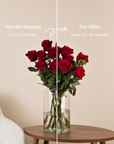 Roter Rosenstrauß, Knospe und volle Blüte im Vergleich