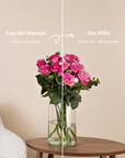 Pinker Rosenstrauß, Knospe und volle Blüte im Vergleich
