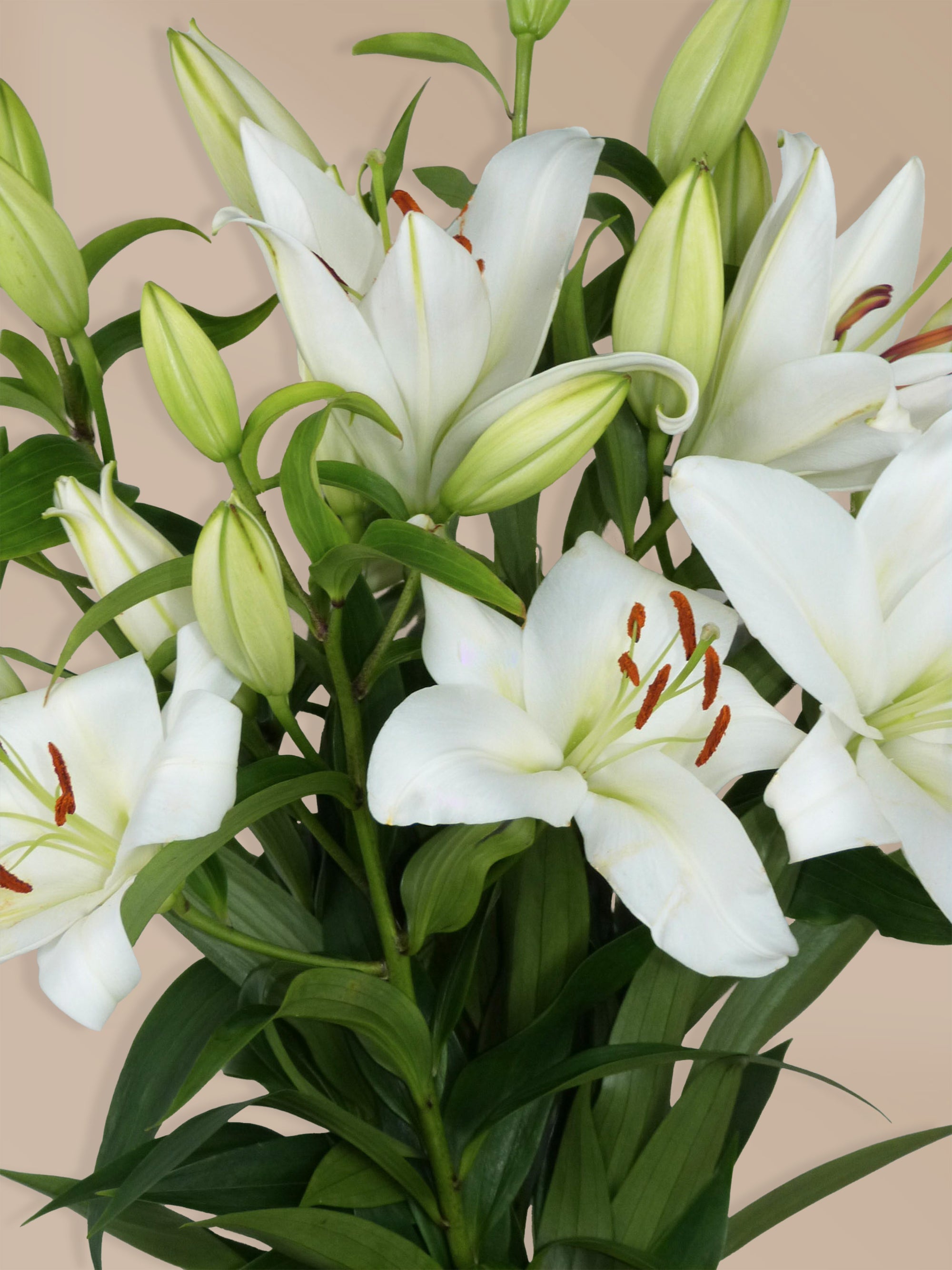 Detailansicht geöffneter weißer Lilien – Frische Blumen verschenken