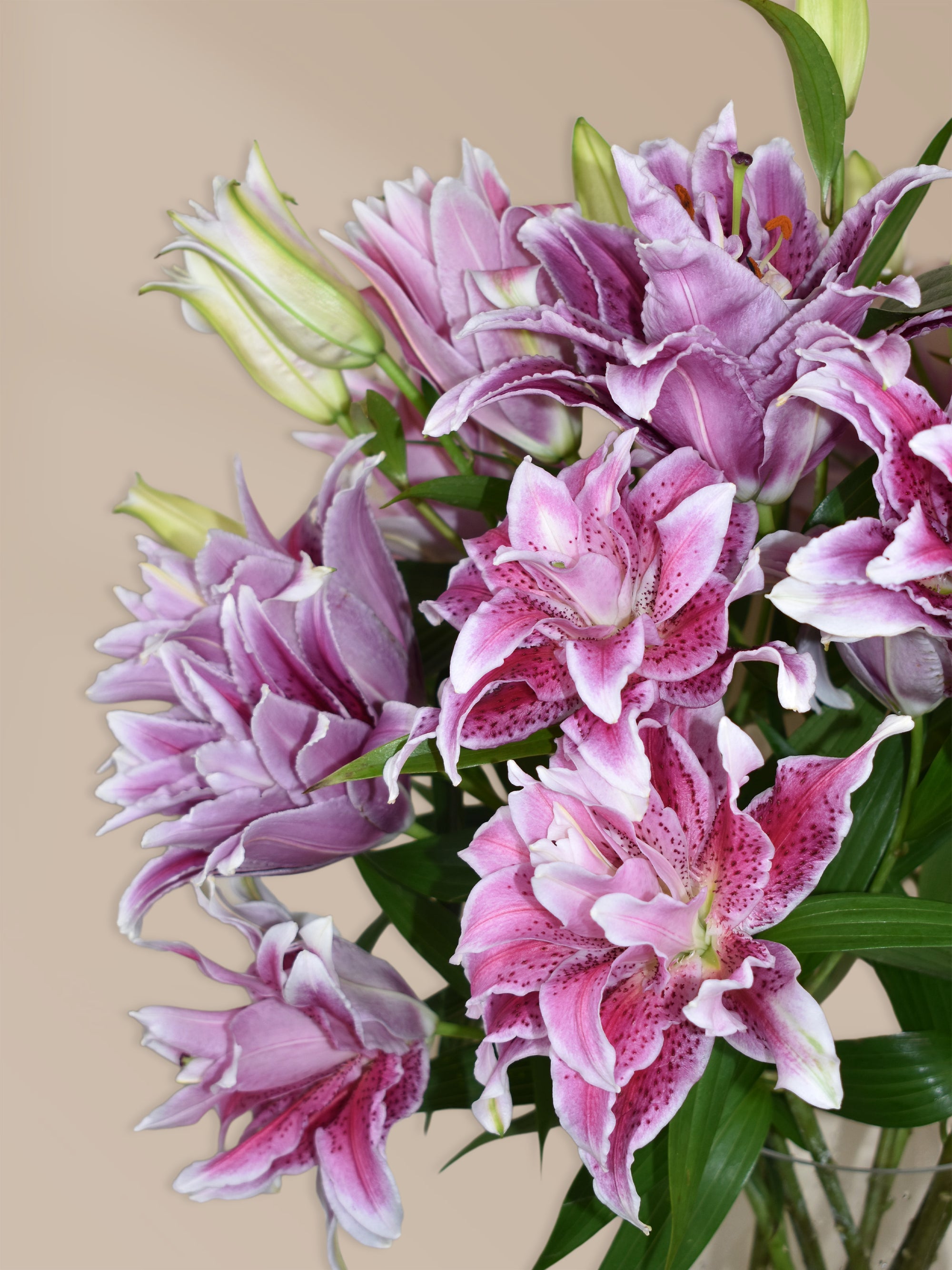 Detailansicht: Pinke Lilien – Frische Blumen liefern lassen in Österreich mit Wunschlieferdatum