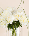 Pfingstrosen weiß