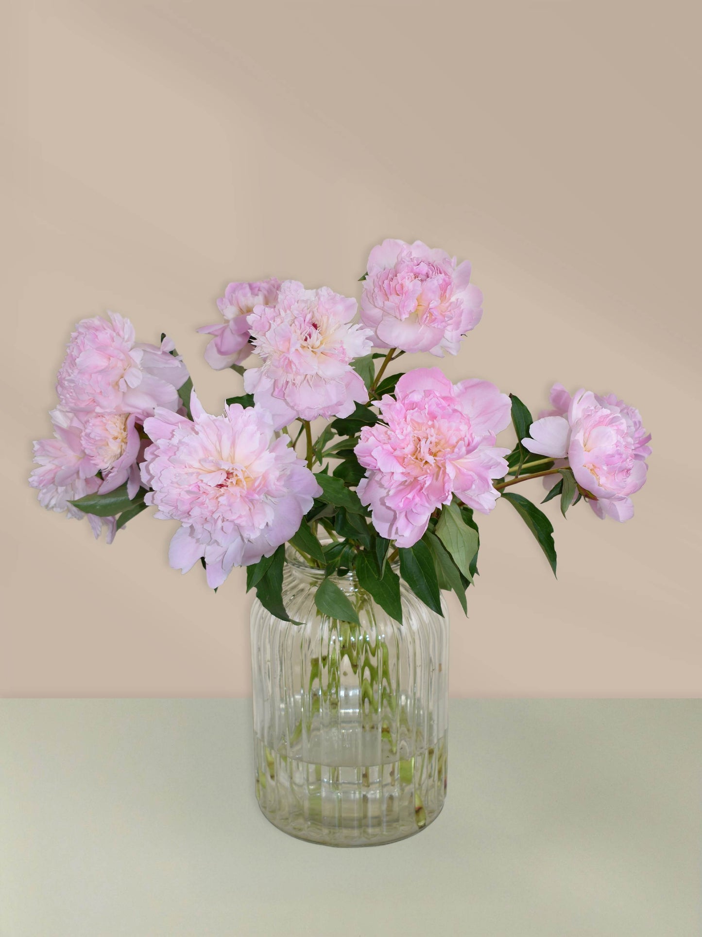 Pfingstrosen rosa