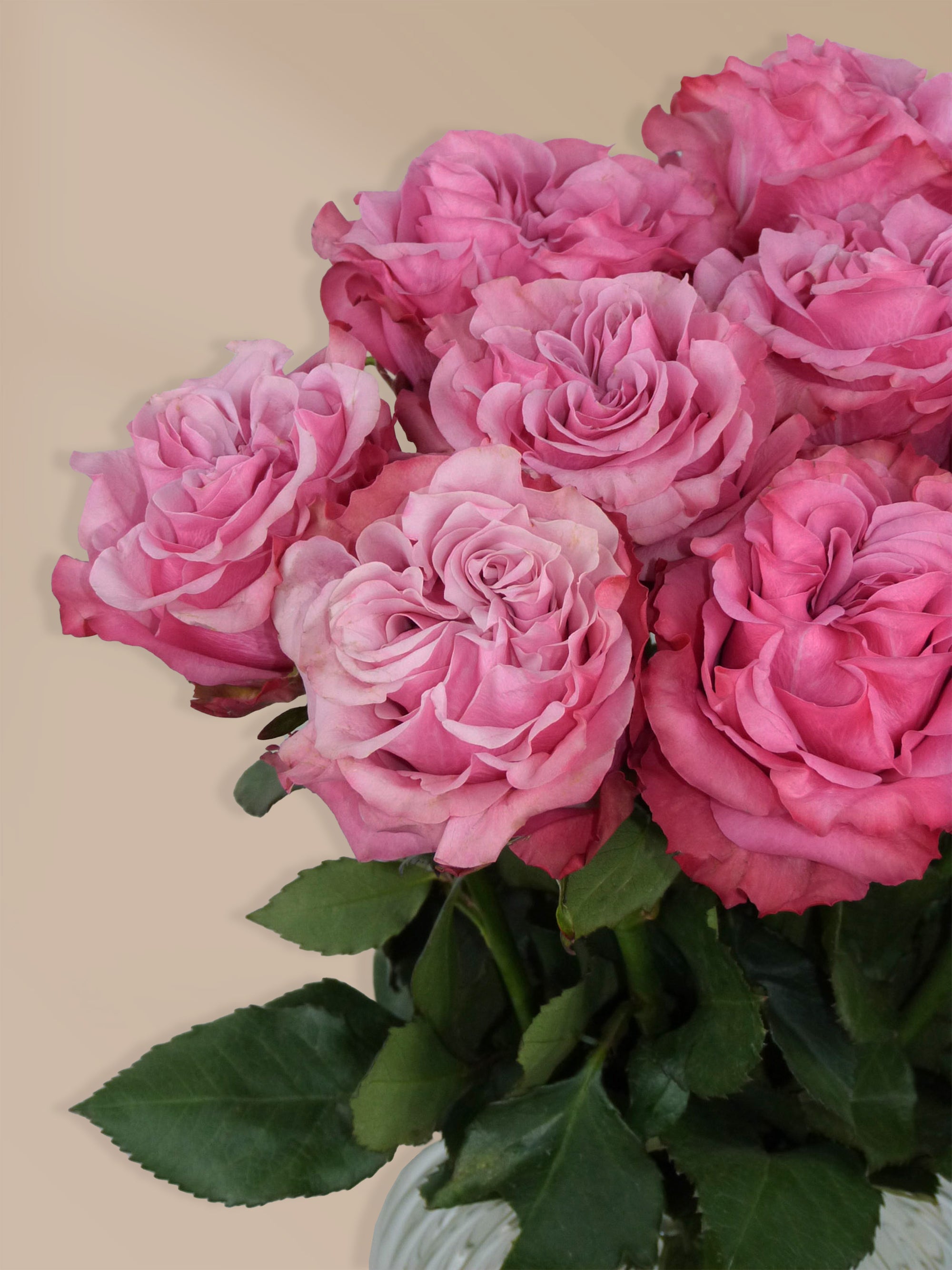 Detailaufnahme rosa Rosen – Frische Blumen verschenken mit Wunschlieferdatum