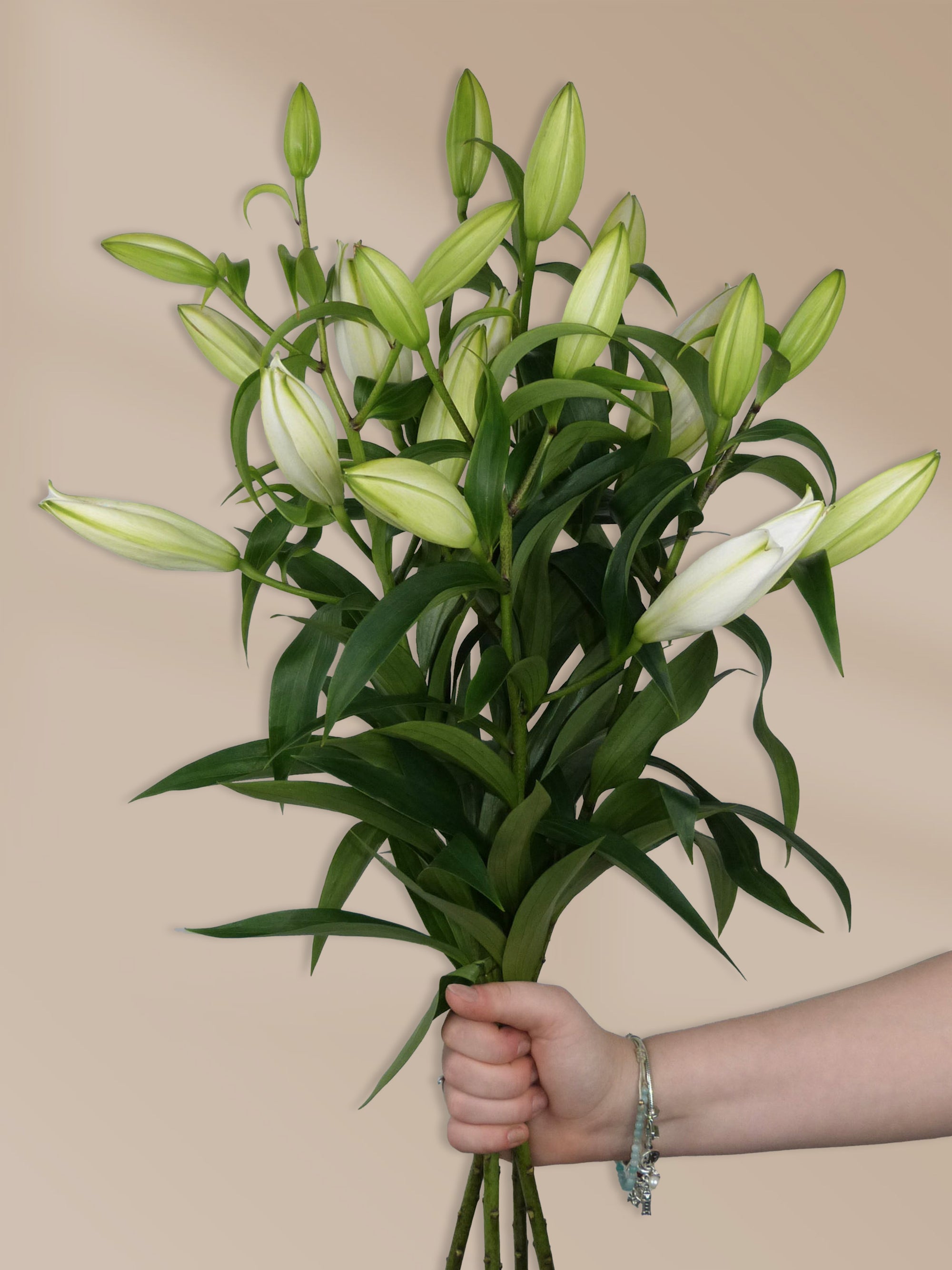 Lilienstrauß mit ungeöffneten Blüten – Blumenversand mit frischen, lang haltbaren Lilien