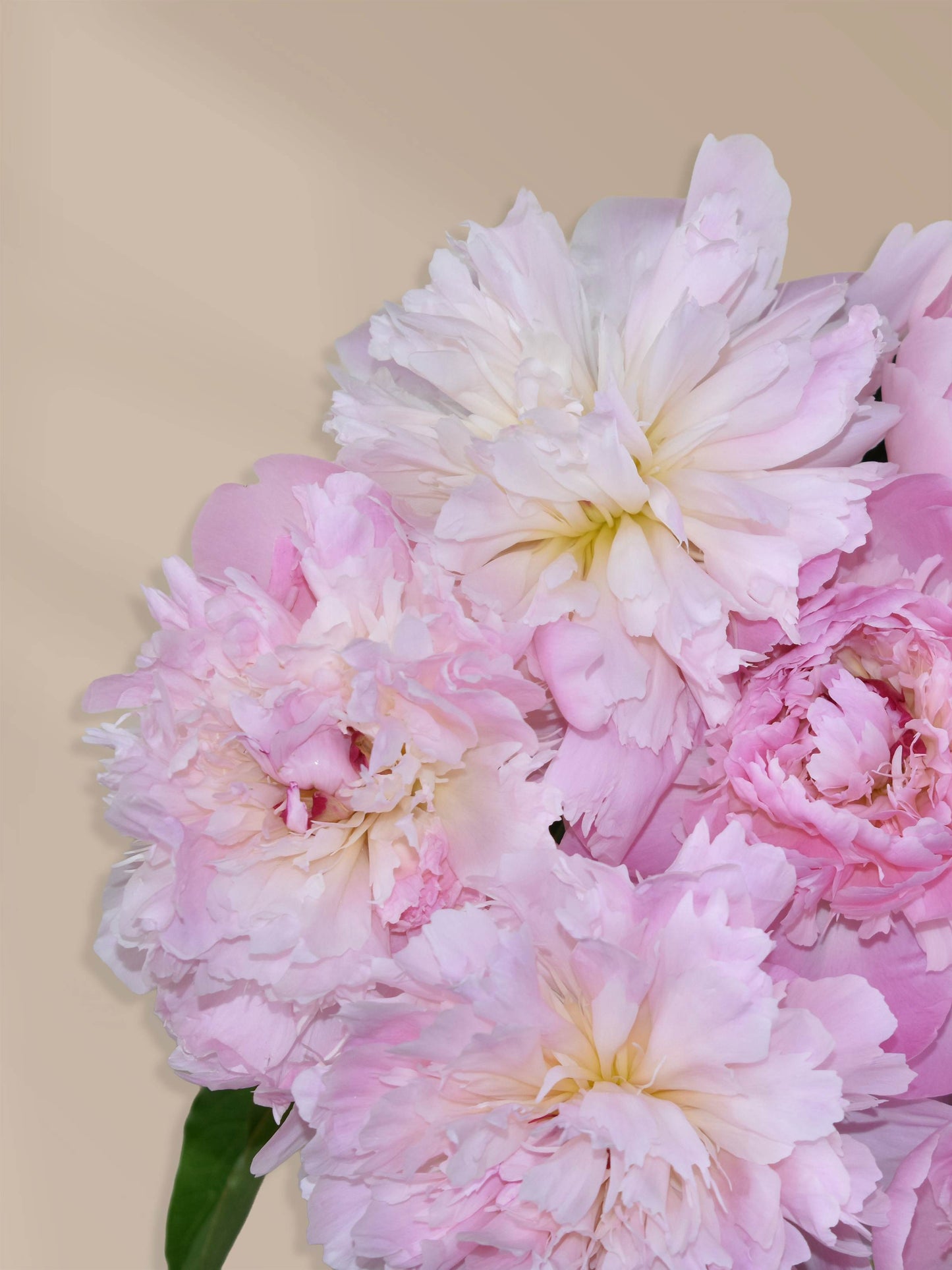 Pfingstrosen rosa