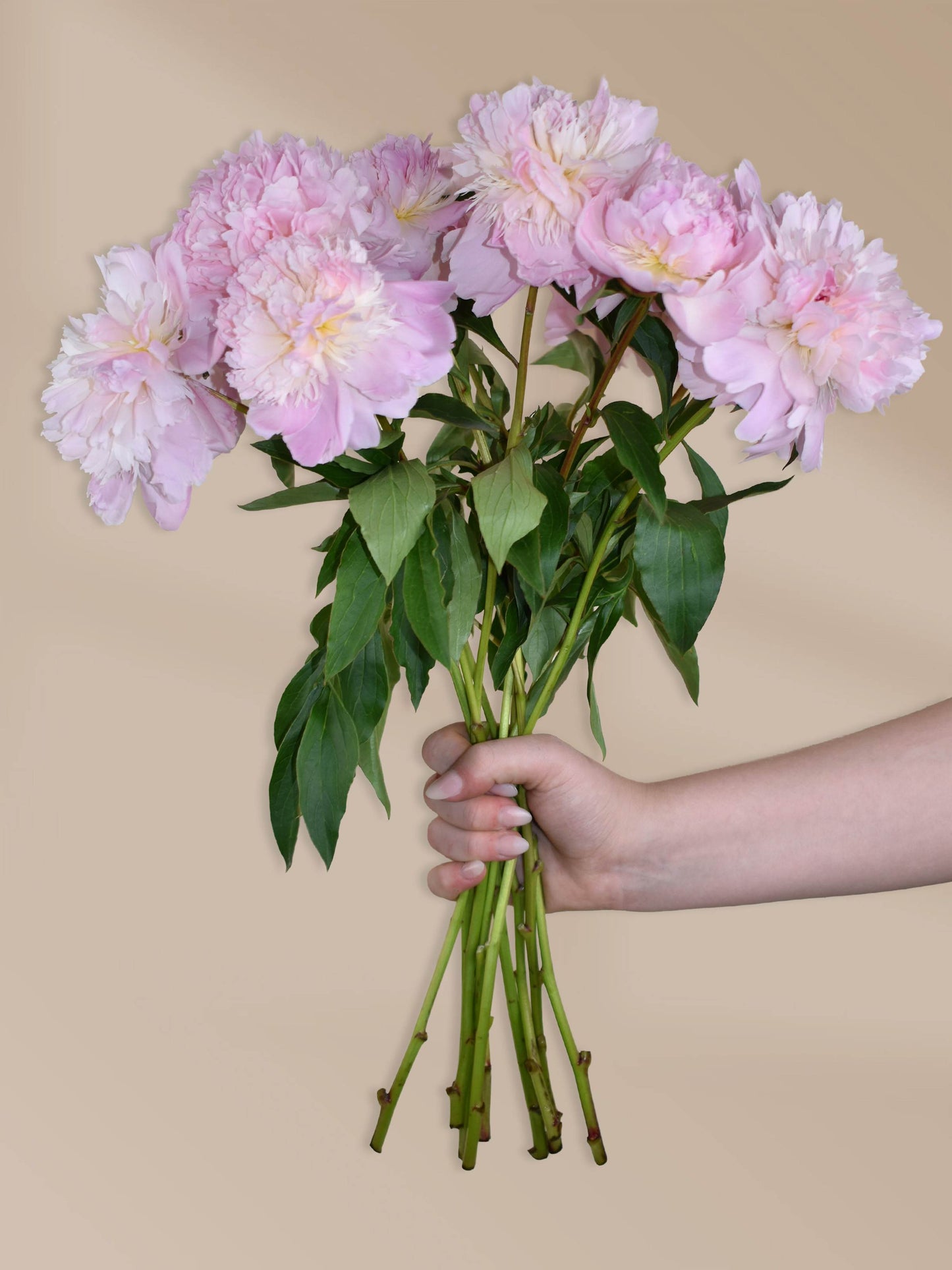 Pfingstrosen rosa
