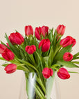 Nahaufnahme roter Tulpen