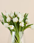 Nahaufnahme weisser Tulpen
