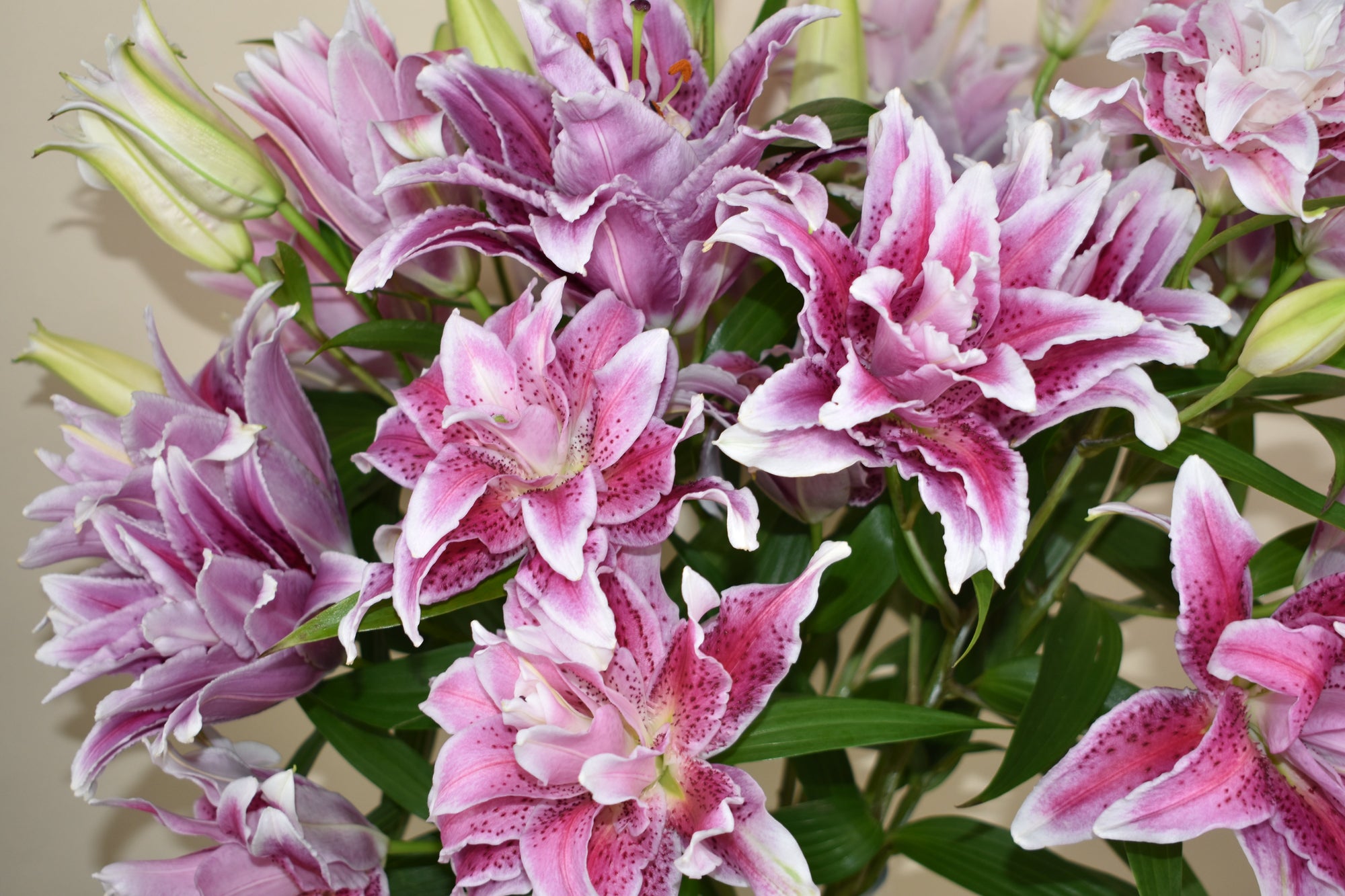 Lilien