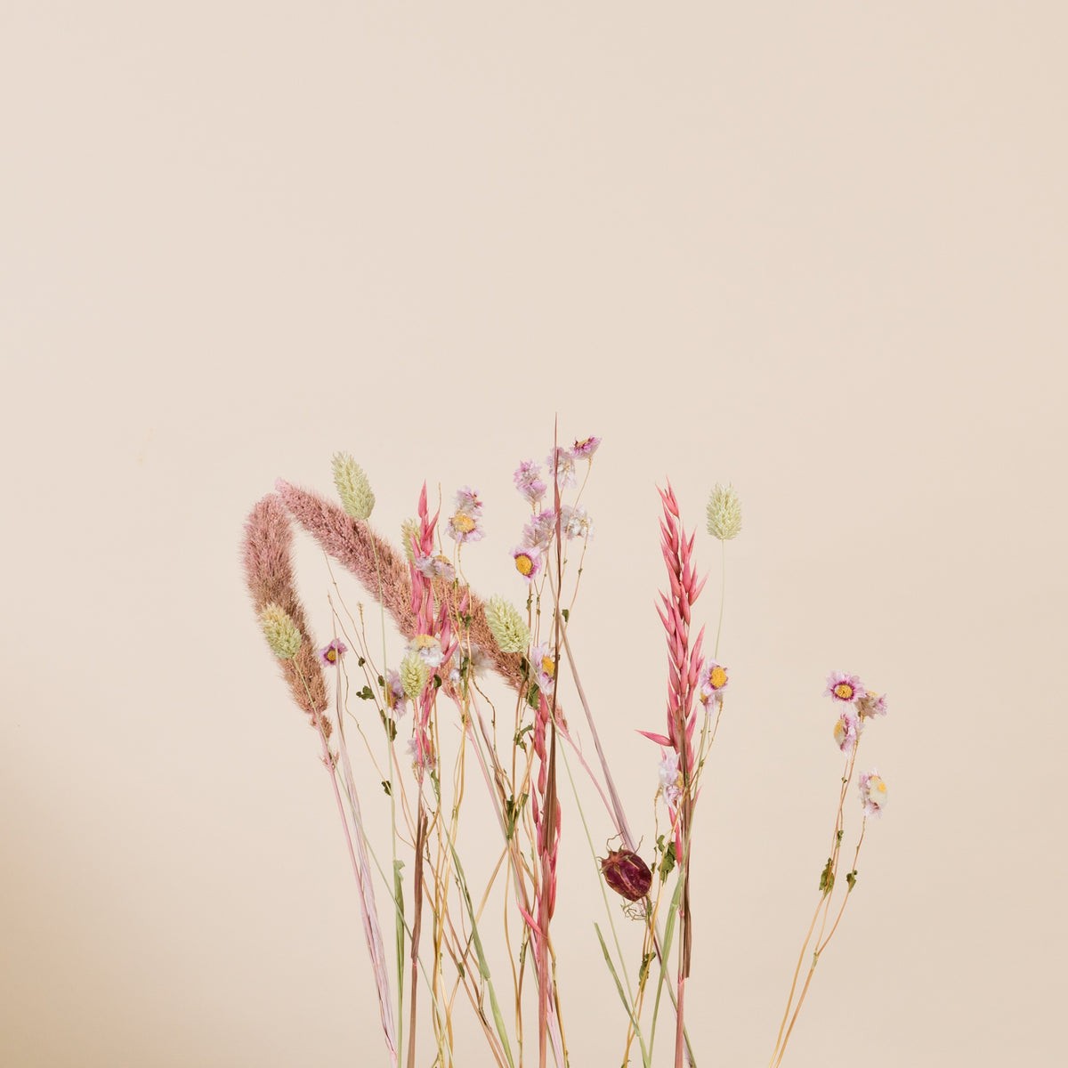 Trockenblumen Set Soft Bloom