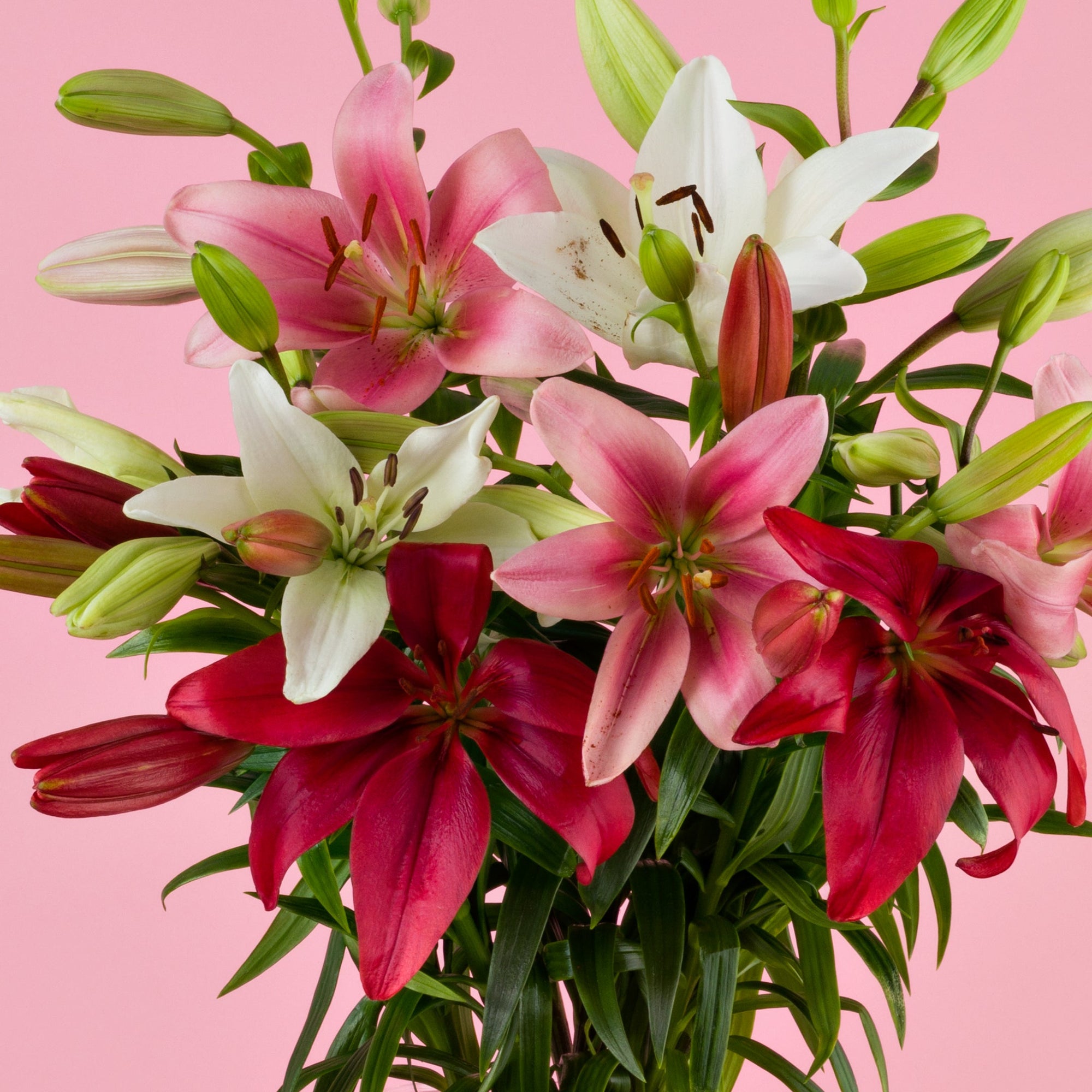 Nahaufnahme des Lilienstrausses in Rosa, Rot und Weiss