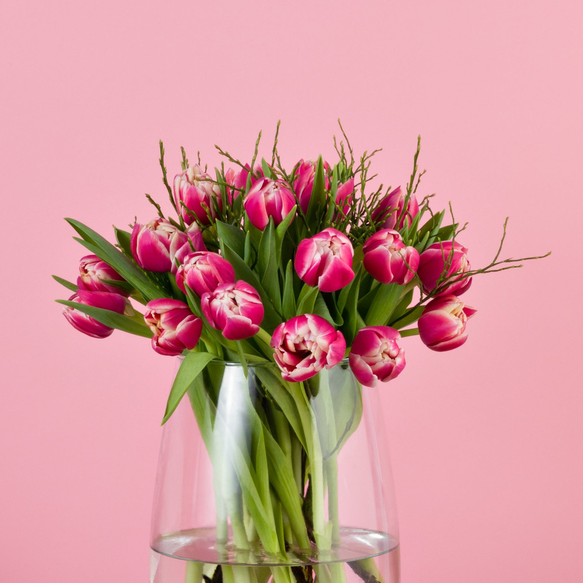 Nahaufnahme der zweifarbigen Columbus-Tulpen
