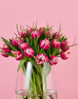 Nahaufnahme der zweifarbigen Columbus-Tulpen