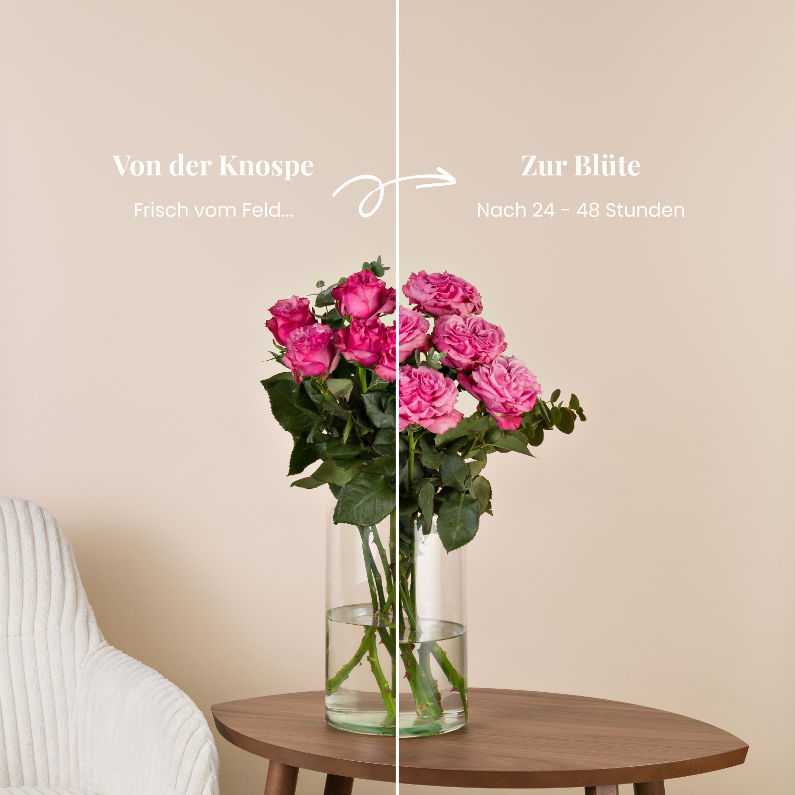 Pinker Rosenstrauß, Knospe und volle Blüte im Vergleich
