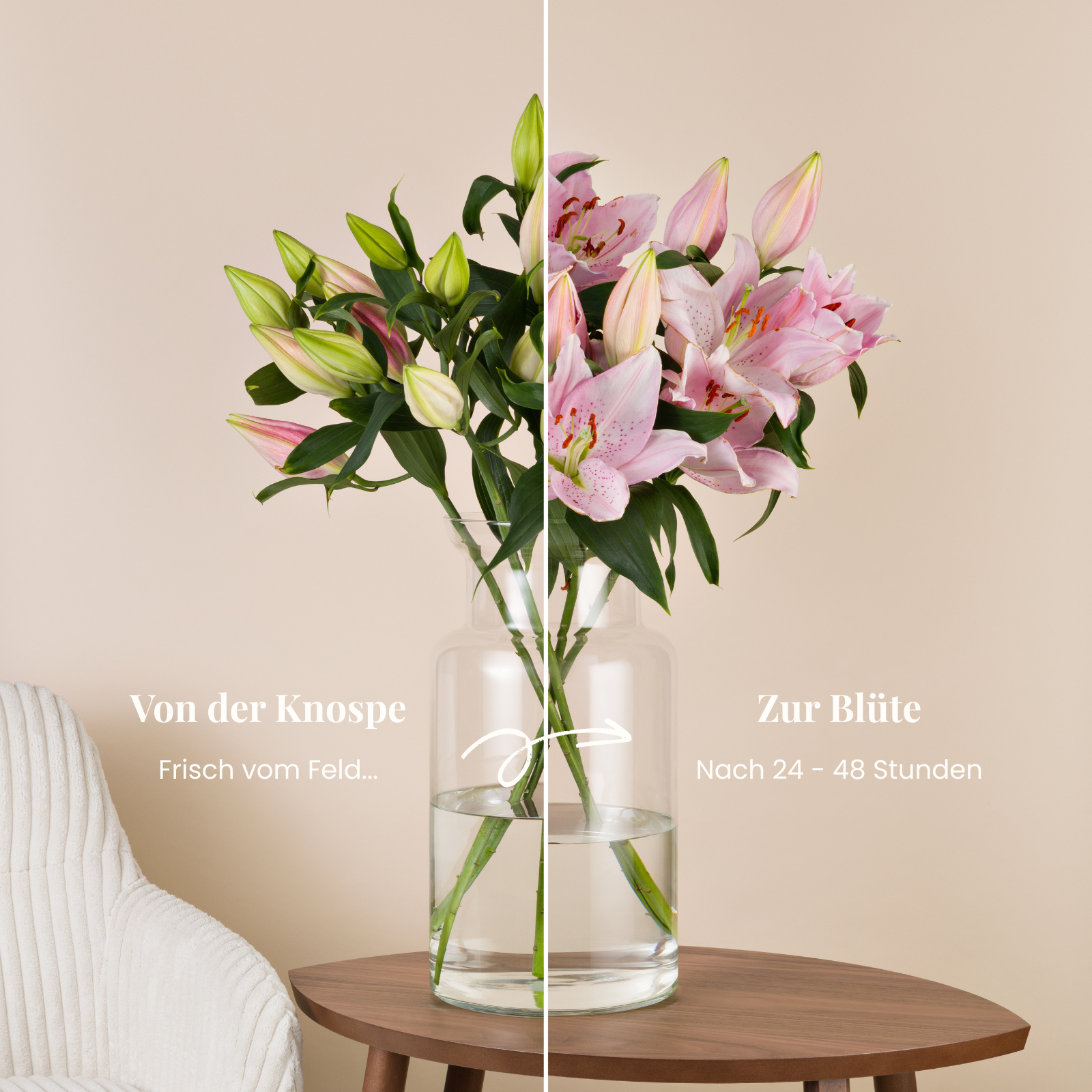 Rosa Lilienstrauss, Knospe und volle Bluete im Vergleich