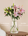 Rosa Lilienstrauss, Knospe und volle Bluete im Vergleich