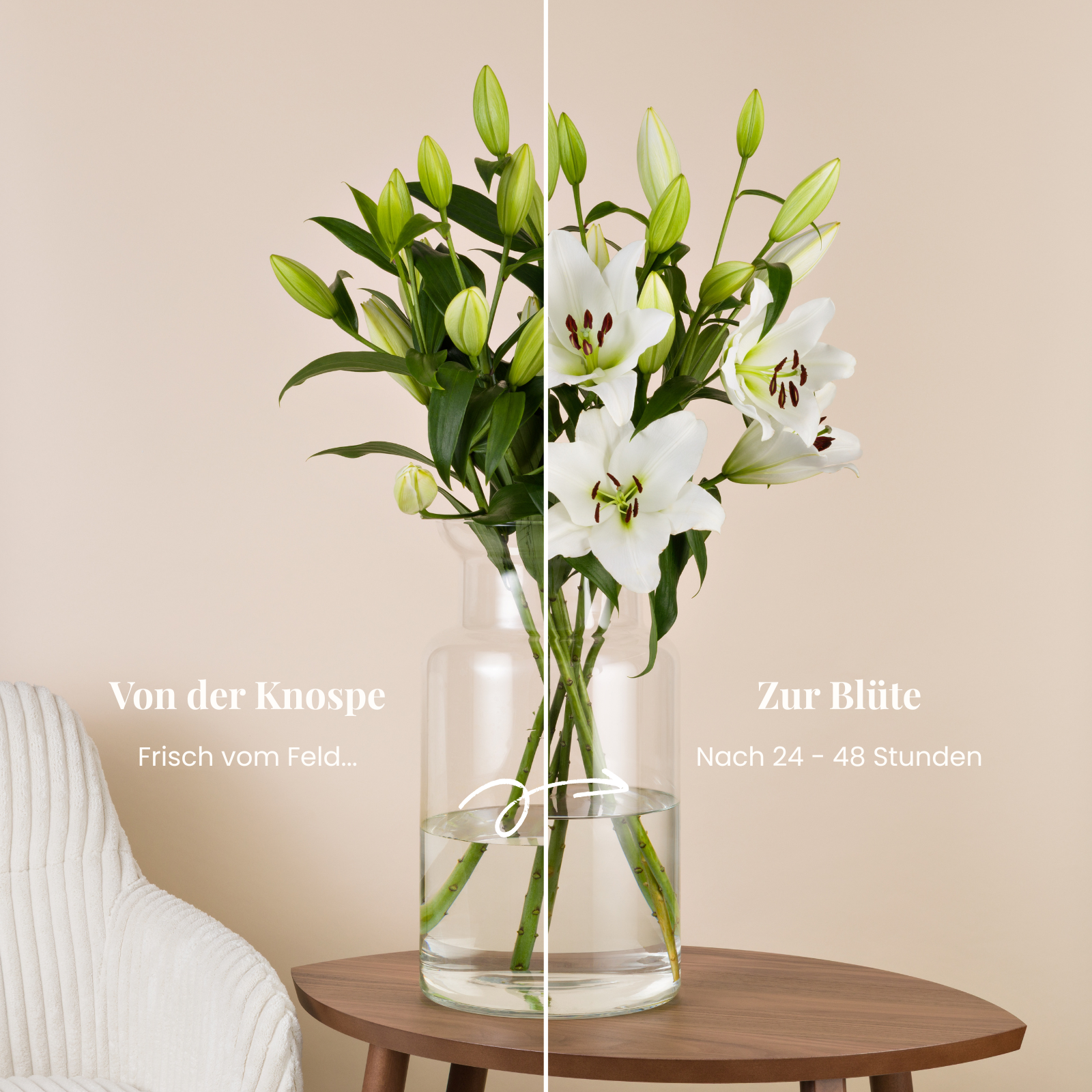 Weisser Lilienstrauss, Knospe und volle Bluete im Vergleich