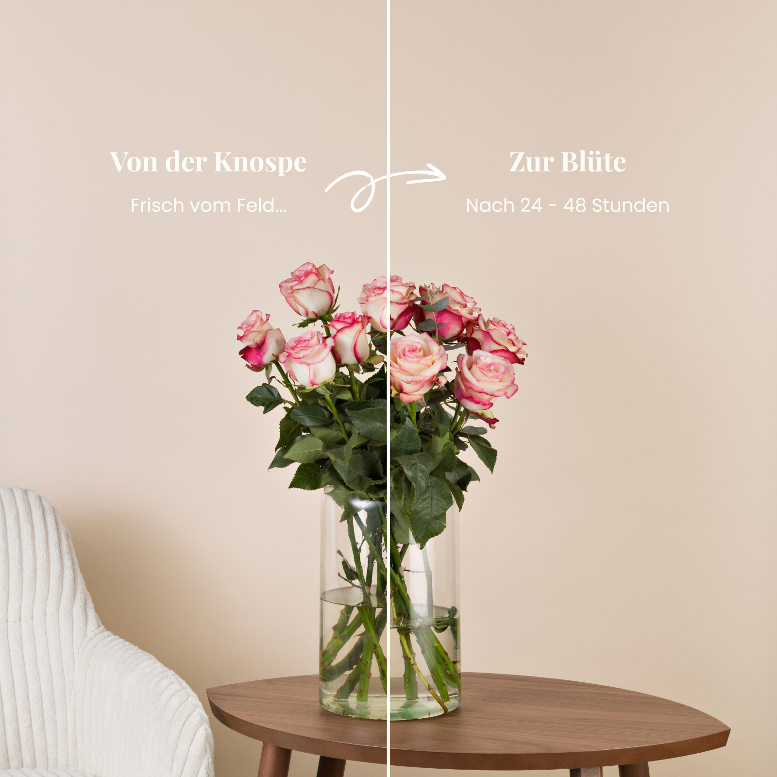 Paloma-Rosenstrauss, Knospe und volle Bluete im Vergleich