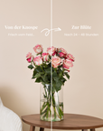 Paloma-Rosenstrauss, Knospe und volle Bluete im Vergleich
