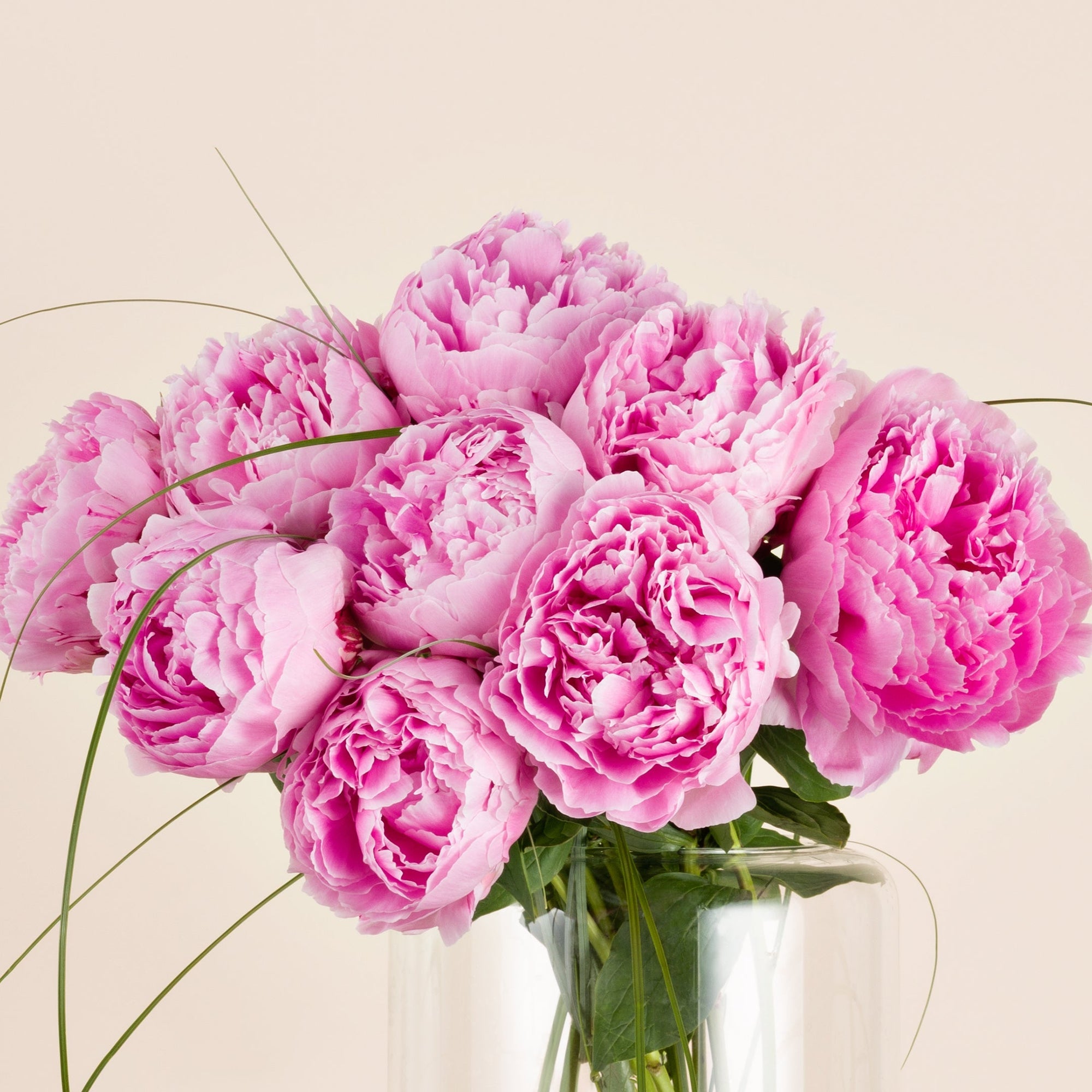 Nahaufnahme rosa Pfingstrosenbluten