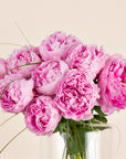 Nahaufnahme rosa Pfingstrosenbluten