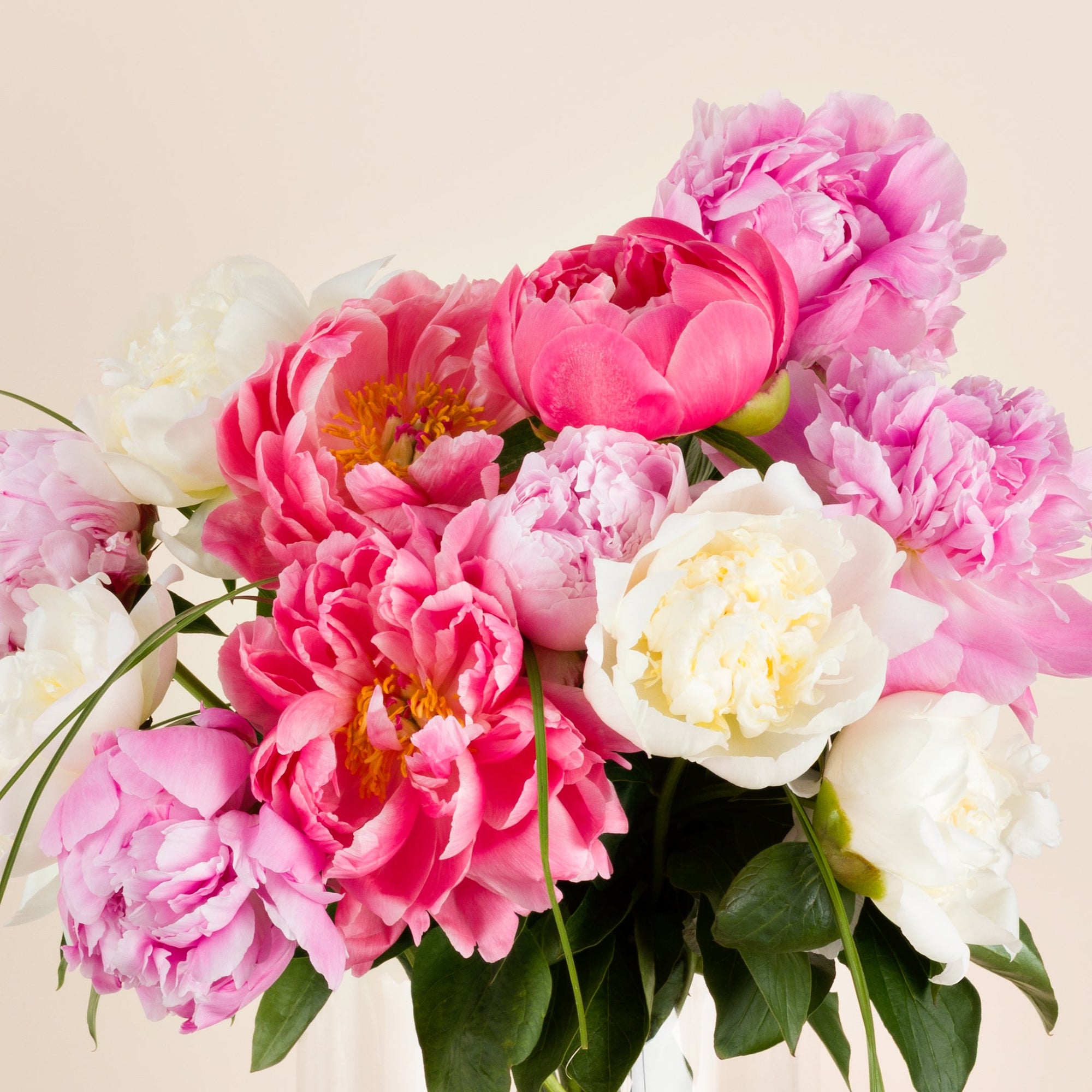 Nahaufnahme bunter Pfingstrosenbluten