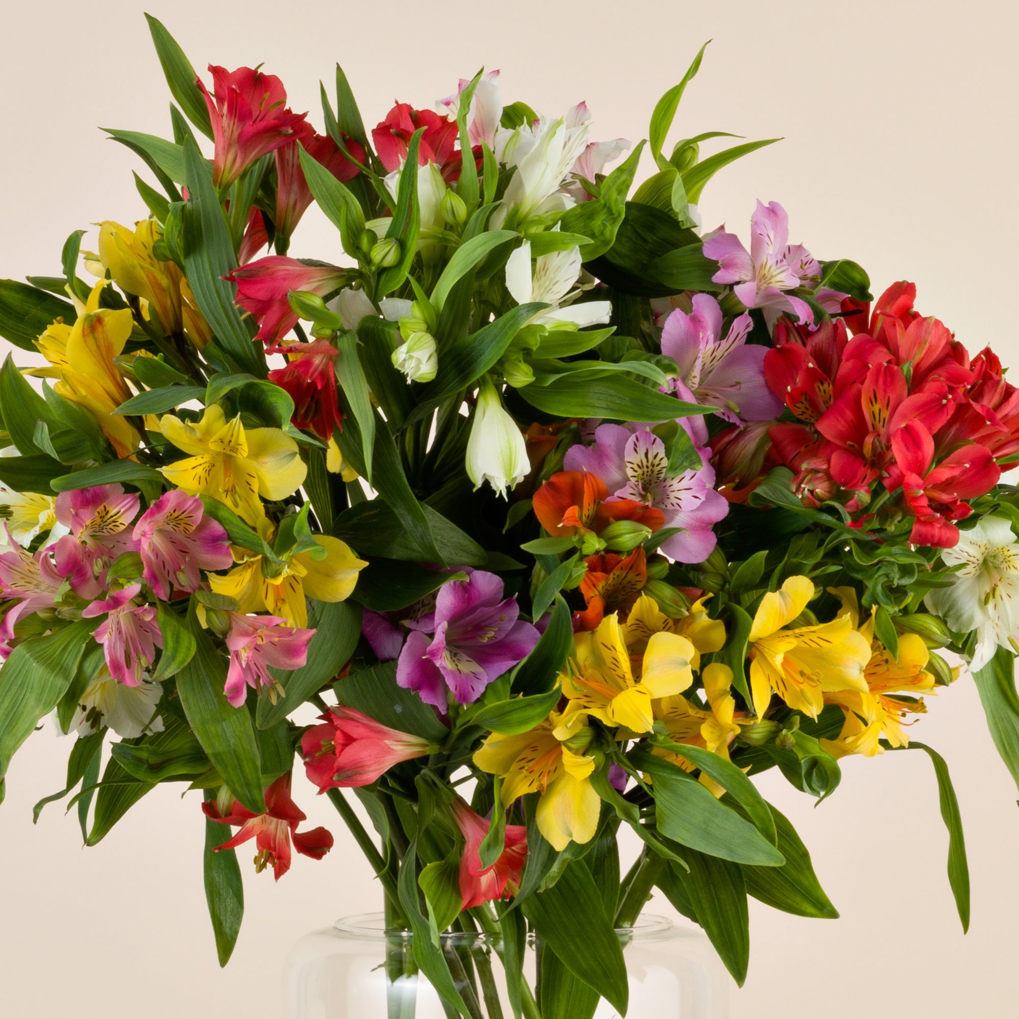 Blumenstrauß Alstroemeria bunter Mix