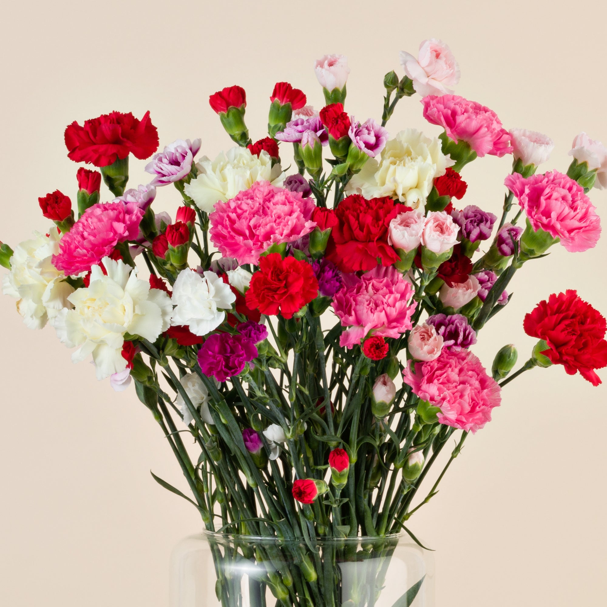 Blumenstrauß Nelken bunter Mix