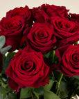 Premium Ecuador Rosen – 50 Stück
