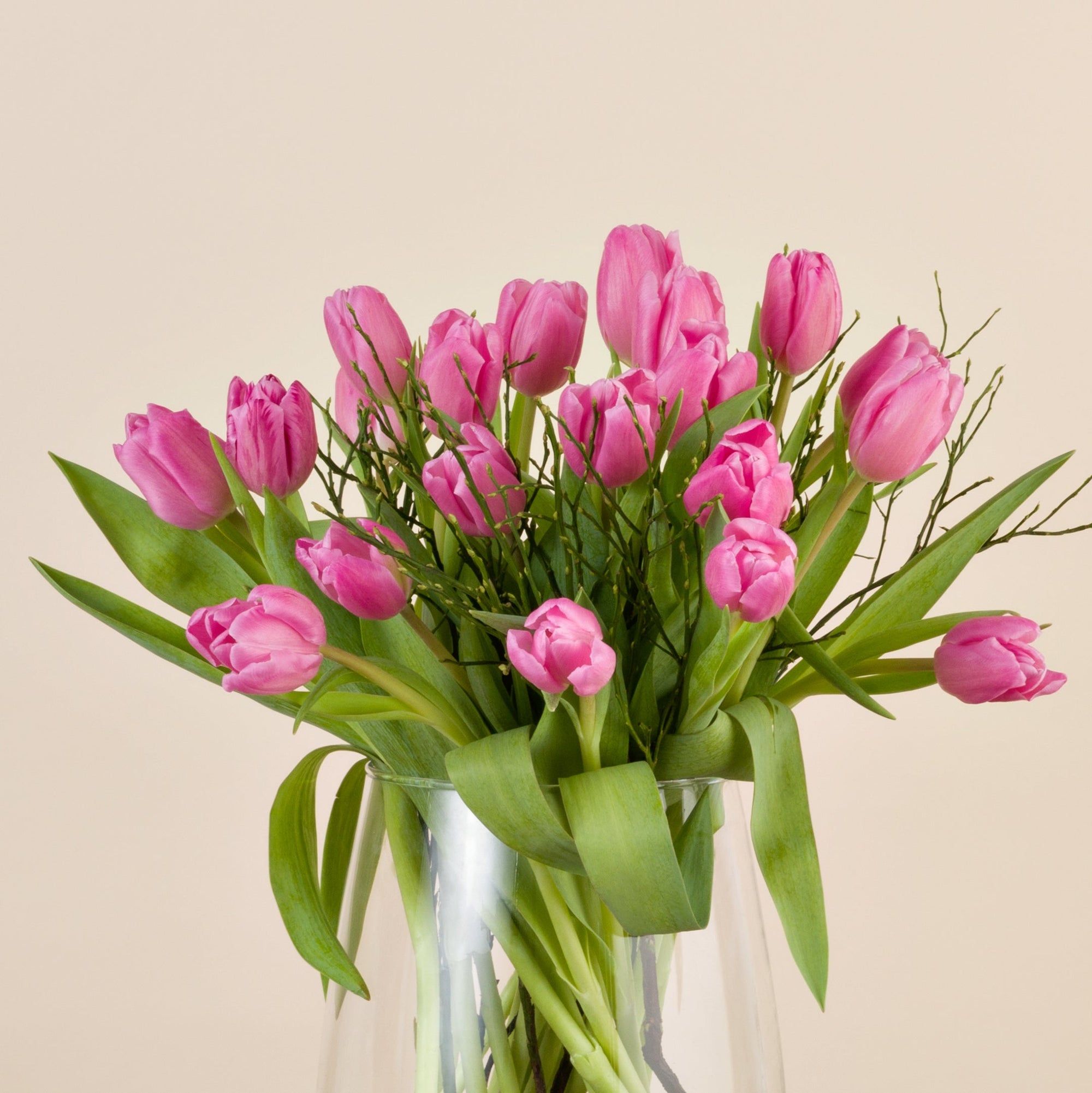 Nahaufnahme rosa Tulpen