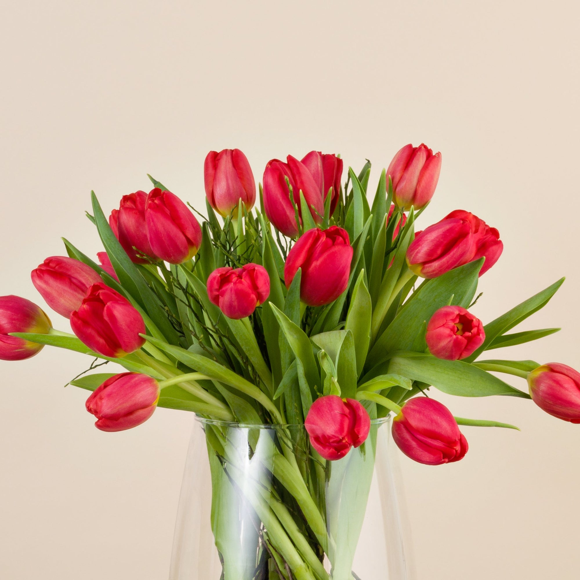 Nahaufnahme roter Tulpen
