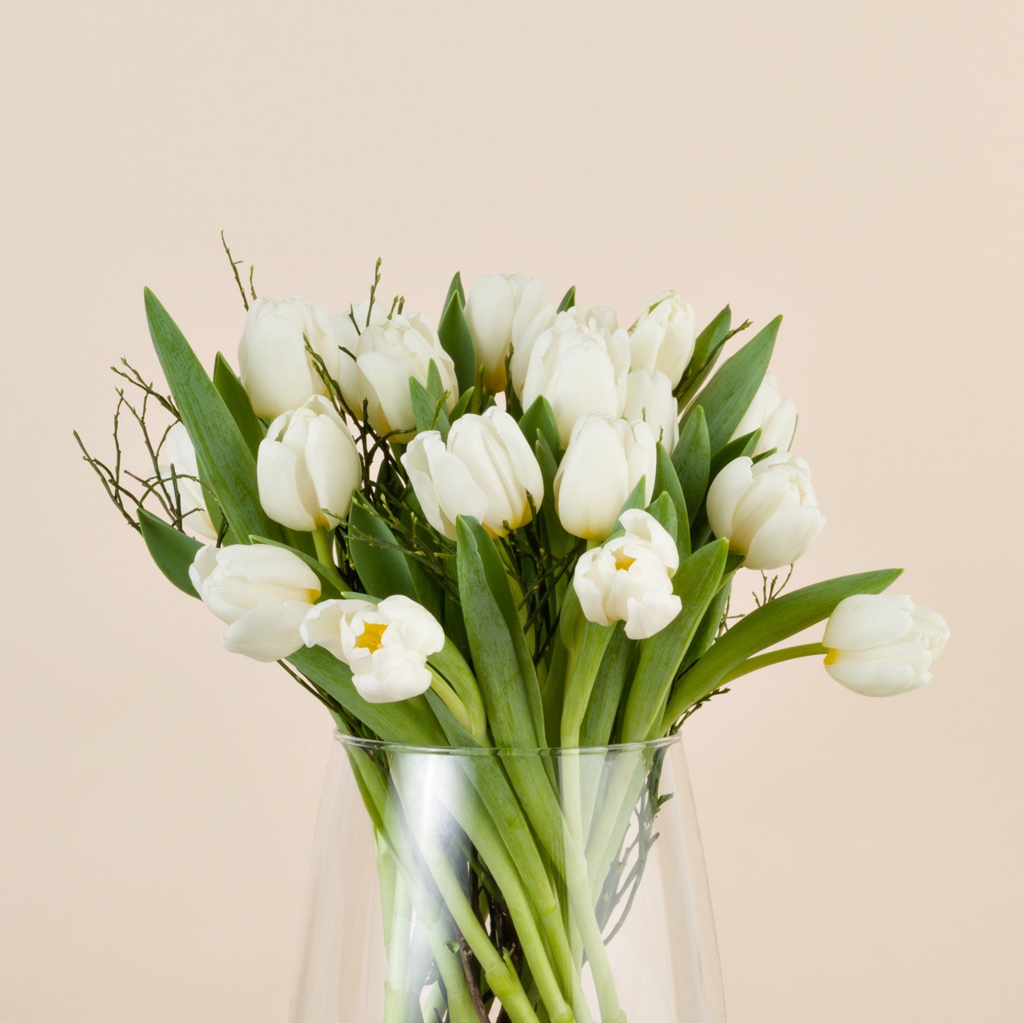 Nahaufnahme weisser Tulpen
