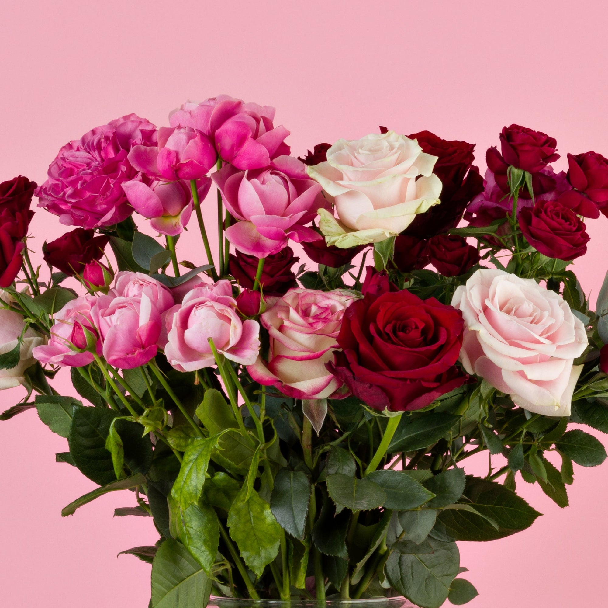 Nahaufnahme von Sprayrosen in Rosa und Rot